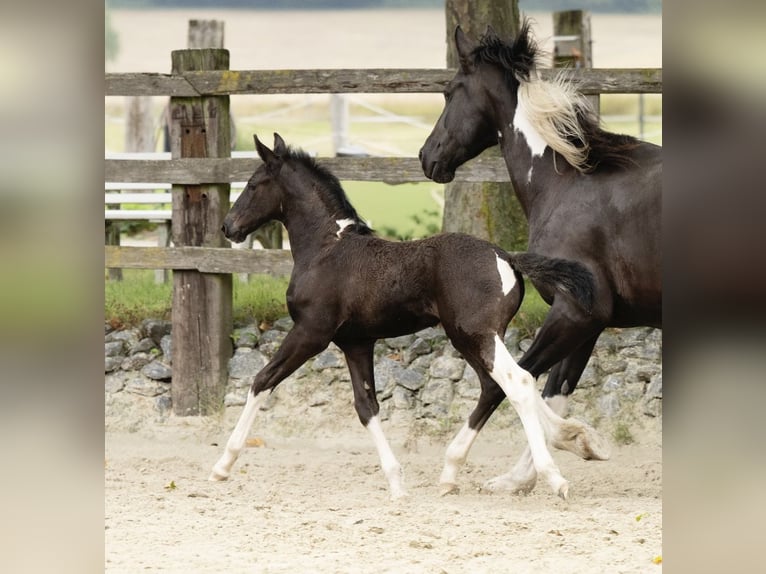 Barock Pinto Merrie 1 Jaar 166 cm Gevlekt-paard in Halle