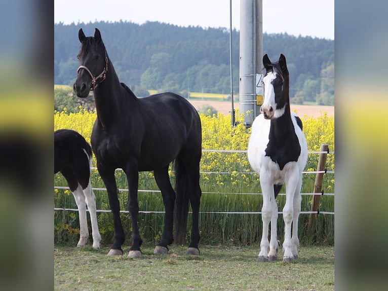 Barock Pinto Merrie 1 Jaar 168 cm Gevlekt-paard in Bohuslavice