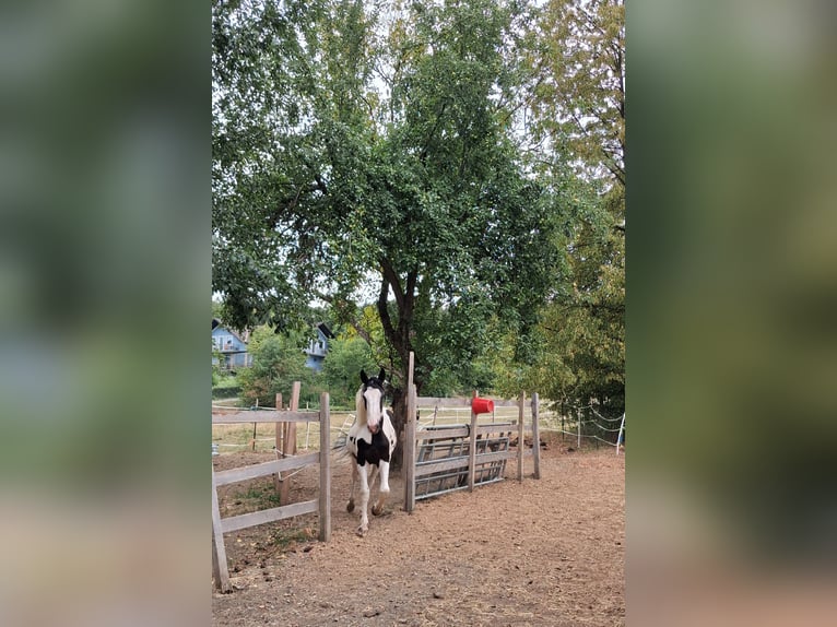 Barock Pinto Merrie 1 Jaar 168 cm Gevlekt-paard in Dorfgastein