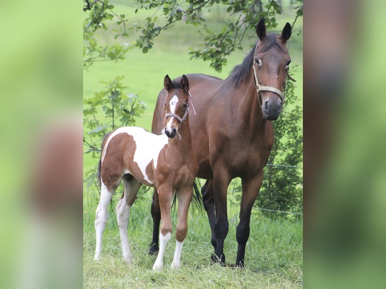 Barock Pinto Mix Merrie 1 Jaar 170 cm Gevlekt-paard in Noordwijk