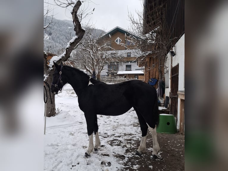 Barock Pinto Merrie 1 Jaar Gevlekt-paard in Dorfgastein