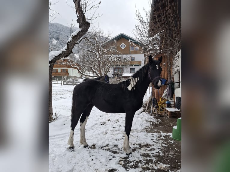 Barock Pinto Merrie 1 Jaar Gevlekt-paard in Dorfgastein