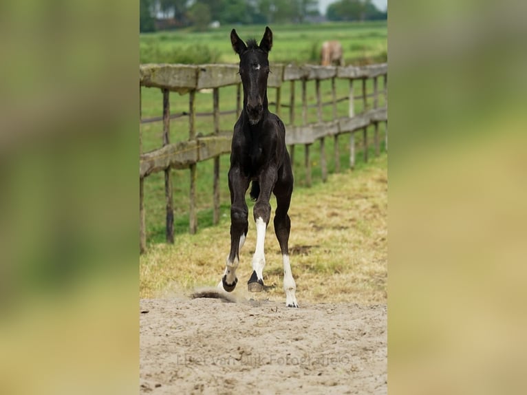 Barock Pinto Mix Merrie 1 Jaar Gevlekt-paard in Grafhorst