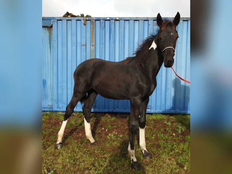 Barock Pinto Mix Merrie 1 Jaar Gevlekt-paard in Grafhorst