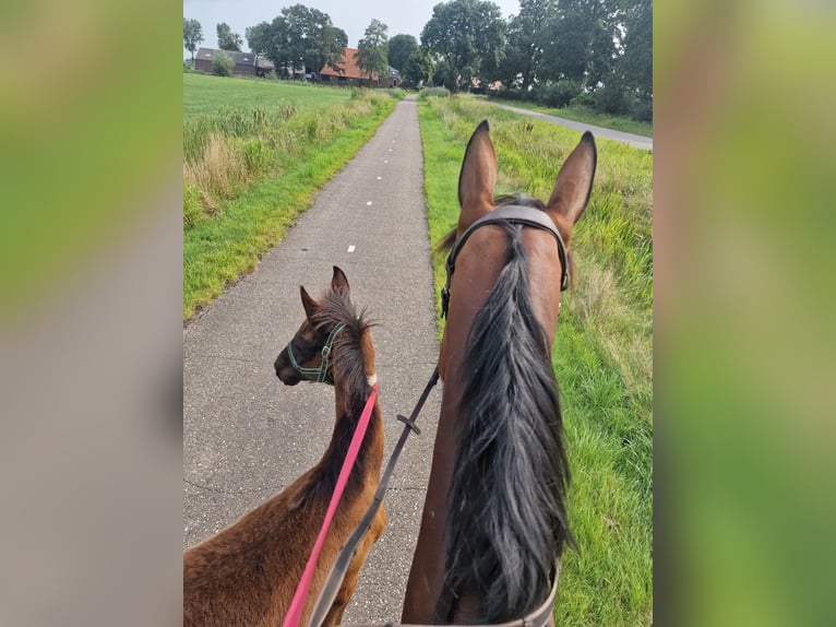 Barock Pinto Mix Merrie 1 Jaar Gevlekt-paard in Grafhorst