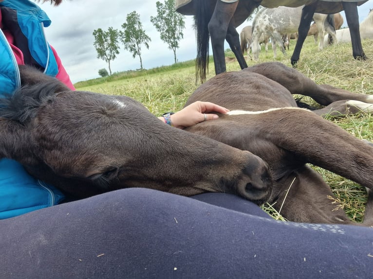 Barock Pinto Mix Merrie 1 Jaar Gevlekt-paard in Grafhorst