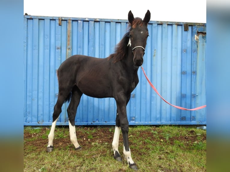 Barock Pinto Mix Merrie 1 Jaar Gevlekt-paard in Grafhorst