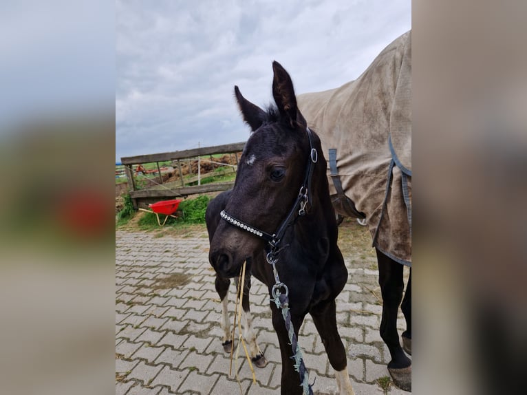 Barock Pinto Mix Merrie 1 Jaar Gevlekt-paard in Grafhorst