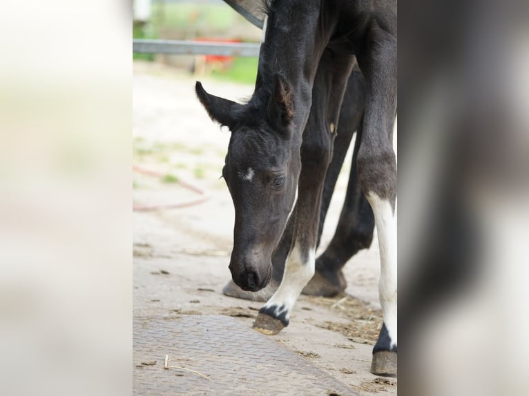 Barock Pinto Mix Merrie 1 Jaar Gevlekt-paard in Grafhorst