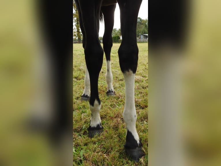 Barock Pinto Mix Merrie 1 Jaar Gevlekt-paard in Grafhorst