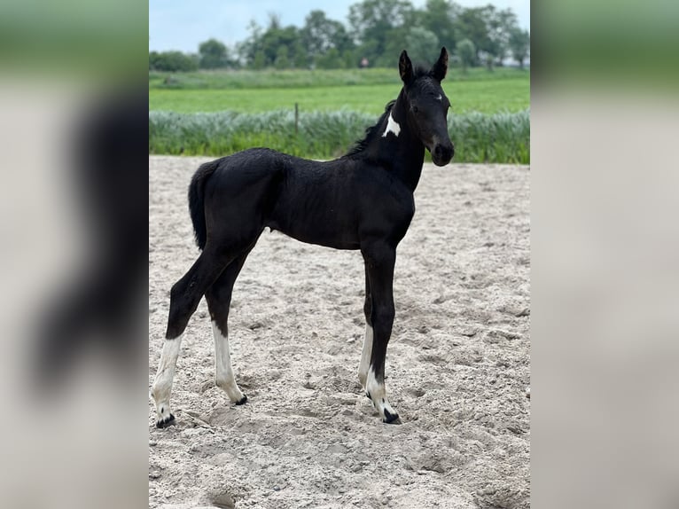 Barock Pinto Mix Merrie 1 Jaar Gevlekt-paard in Grafhorst