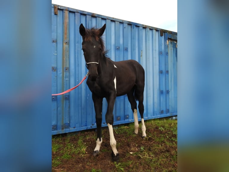 Barock Pinto Mix Merrie 1 Jaar Gevlekt-paard in Grafhorst