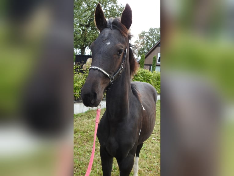 Barock Pinto Mix Merrie 1 Jaar Gevlekt-paard in Grafhorst