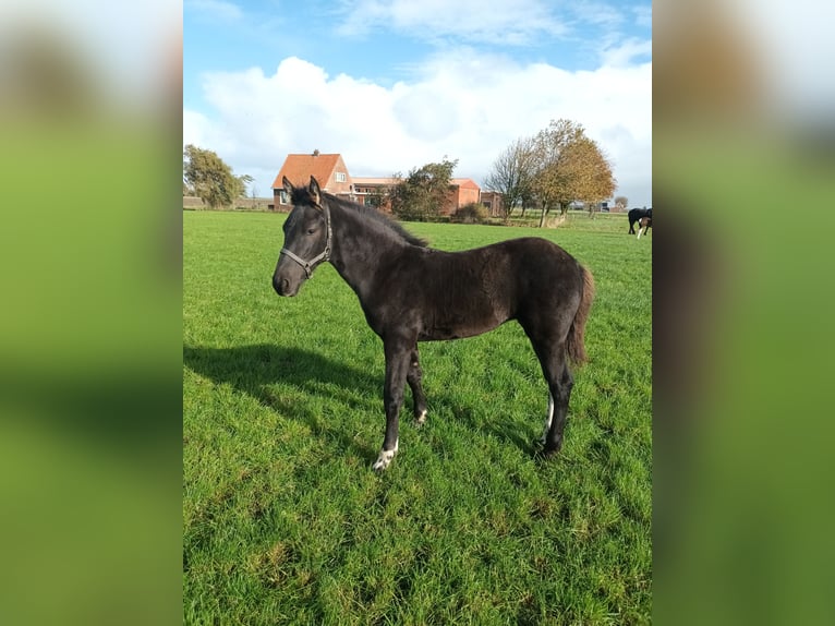 Barock Pinto Merrie 1 Jaar Tobiano-alle-kleuren in Blije
