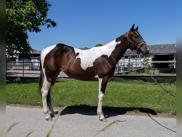 Barock Pinto Merrie 2 Jaar 145 cm Gevlekt-paard in Kappelen