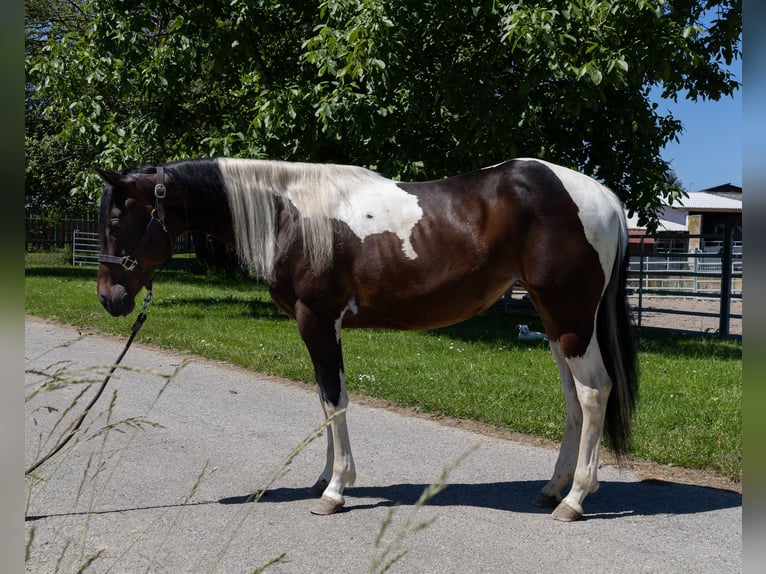 Barock Pinto Merrie 2 Jaar 145 cm Gevlekt-paard in Kappelen
