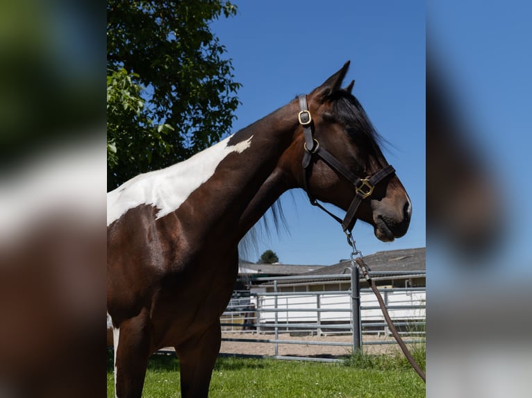 Barock Pinto Merrie 2 Jaar 145 cm Gevlekt-paard in Kappelen