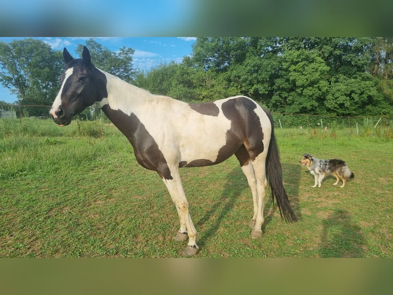 Barock Pinto Merrie 2 Jaar 150 cm Gevlekt-paard in Schefflenz