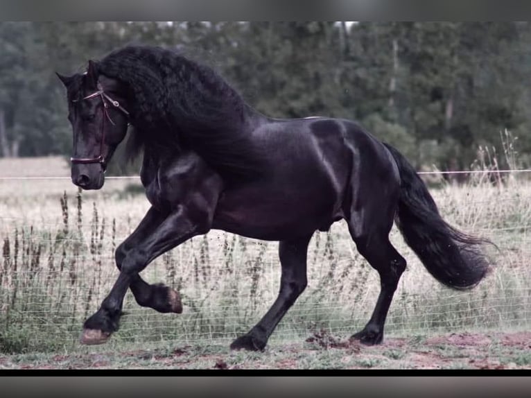 Barock Pinto Mix Merrie 2 Jaar 160 cm Appaloosa in Hespe