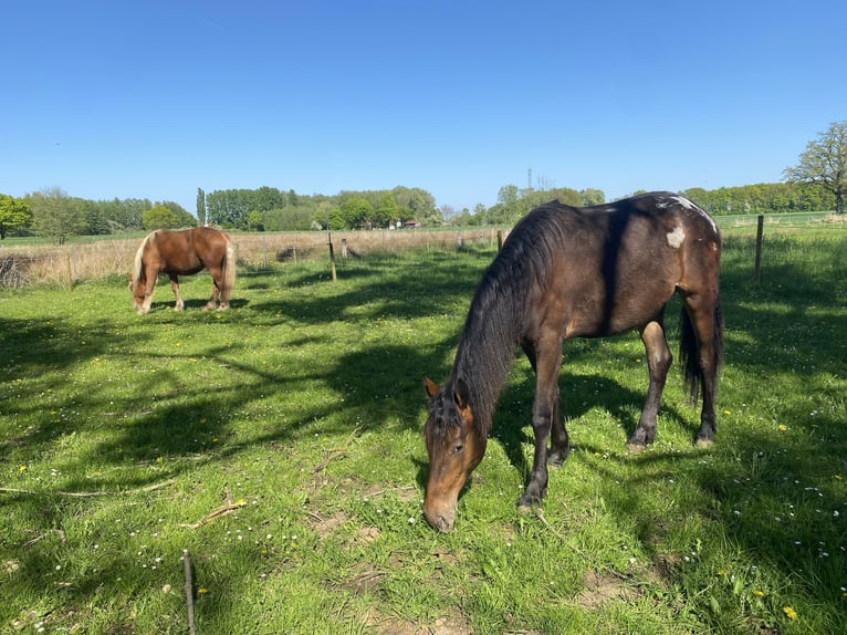 Barock Pinto Mix Merrie 2 Jaar 160 cm Appaloosa in Hespe