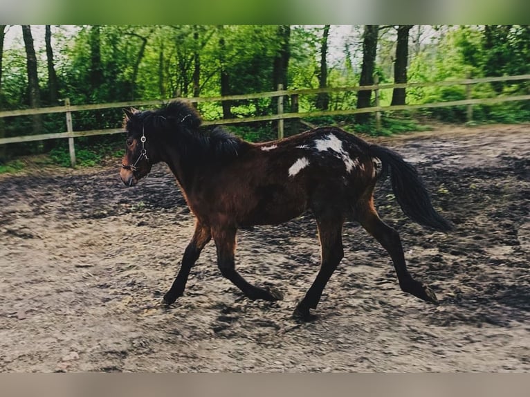 Barock Pinto Mix Merrie 2 Jaar 160 cm Appaloosa in Hespe