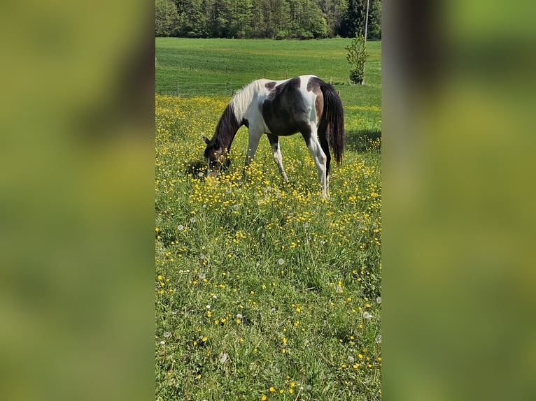 Barock Pinto Merrie 2 Jaar 160 cm Gevlekt-paard in Moosburg