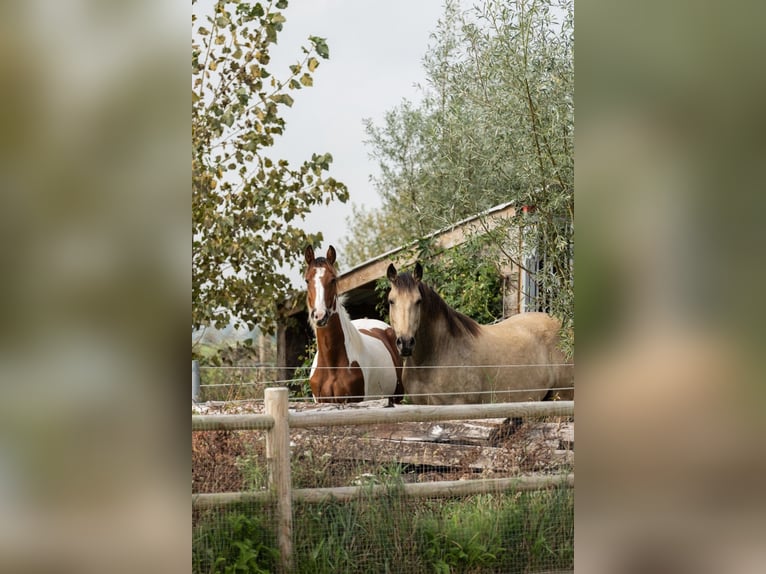 Barock Pinto Merrie 2 Jaar 165 cm Gevlekt-paard in Kockengen