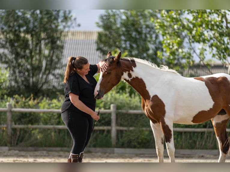 Barock Pinto Merrie 2 Jaar 165 cm Gevlekt-paard in Kockengen