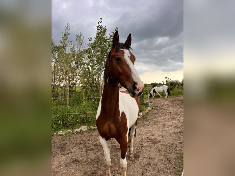 Barock Pinto Merrie 2 Jaar 165 cm Gevlekt-paard in Kockengen