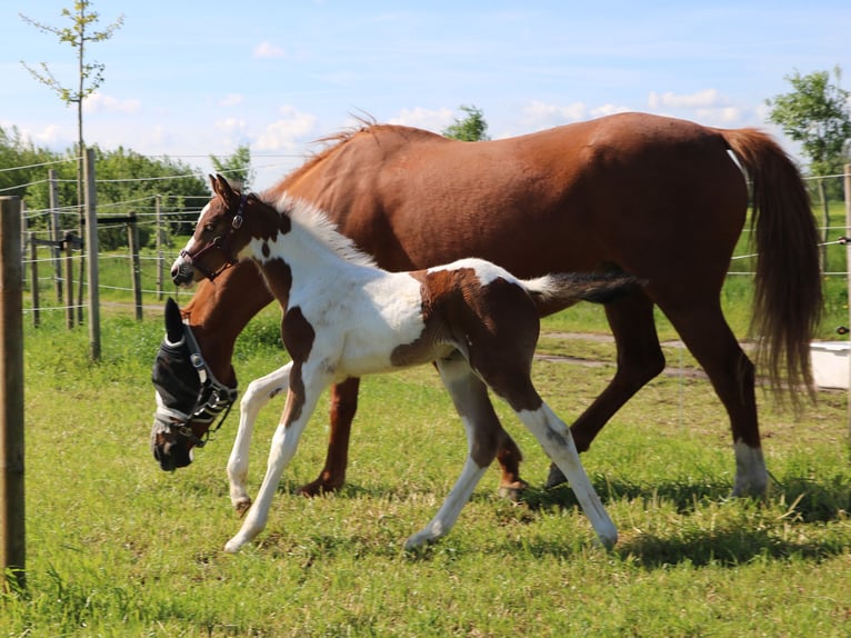 Barock Pinto Merrie 2 Jaar 165 cm Gevlekt-paard in Kockengen