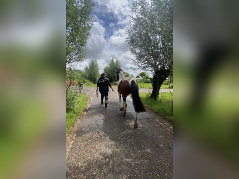 Barock Pinto Merrie 2 Jaar 165 cm Gevlekt-paard in Kockengen