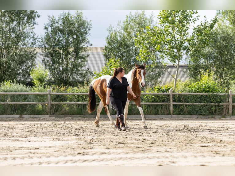 Barock Pinto Merrie 2 Jaar 165 cm Gevlekt-paard in Kockengen