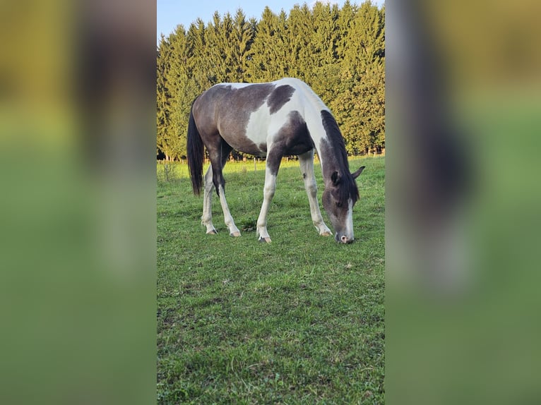 Barock Pinto Mix Merrie 2 Jaar 165 cm Gevlekt-paard in Moosburg