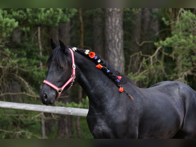 Barock Pinto Merrie 2 Jaar 175 cm Zwart in Plzeň-sever