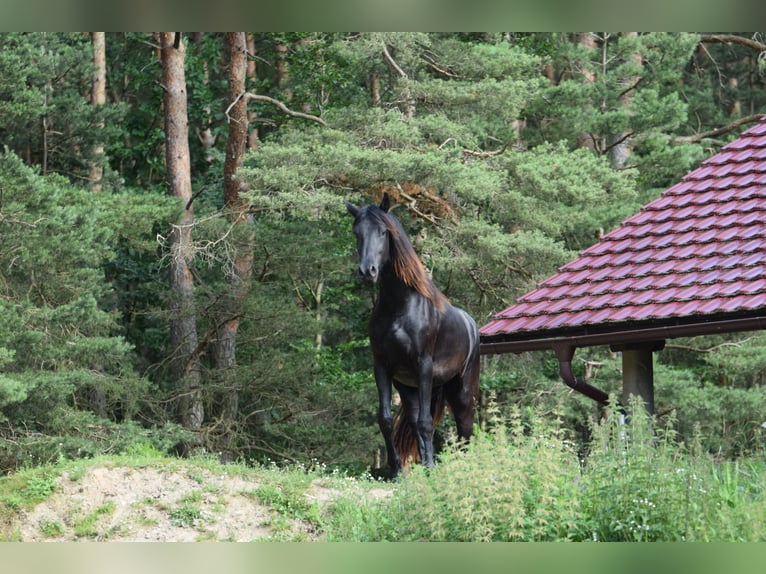 Barock Pinto Merrie 2 Jaar 175 cm Zwart in Plzeň-sever