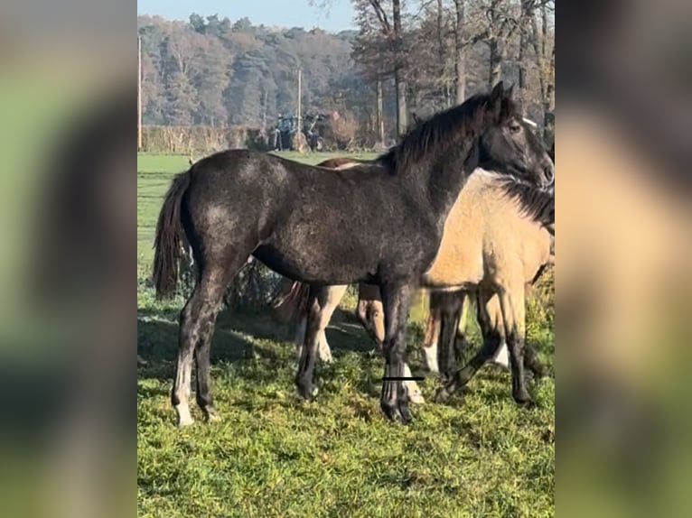 Barock Pinto Merrie 2 Jaar Buckskin in HamminkelnHamminkeln
