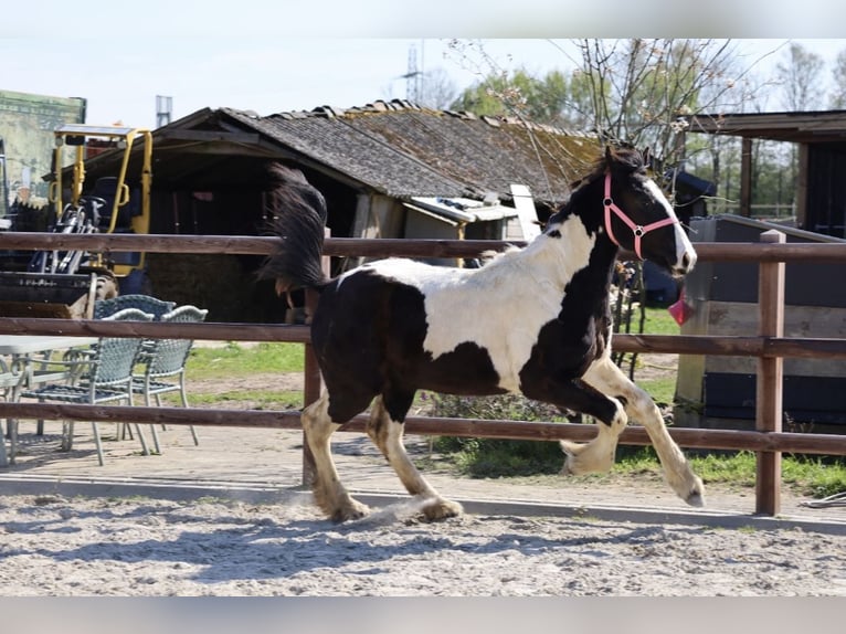 Barock Pinto Merrie 2 Jaar Gevlekt-paard in Oeffelt