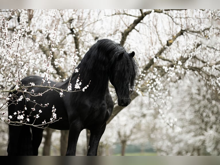 Barock Pinto Merrie 3 Jaar 155 cm Gevlekt-paard in Nöhagen