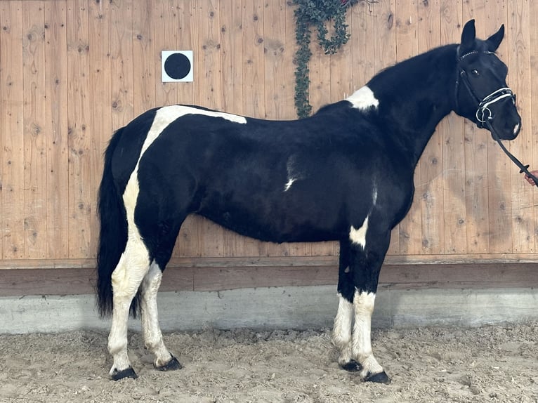 Barock Pinto Merrie 3 Jaar 157 cm Gevlekt-paard in Riedlingen