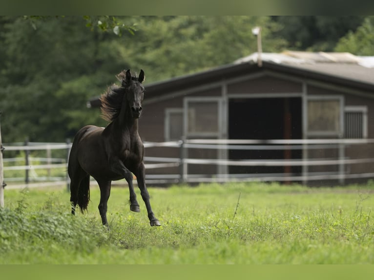 Barock Pinto Merrie 3 Jaar 158 cm Zwart in Halle