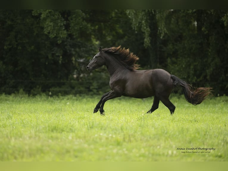 Barock Pinto Merrie 3 Jaar 158 cm Zwart in Halle