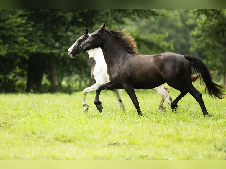 Barock Pinto Merrie 3 Jaar 158 cm Zwart in Halle