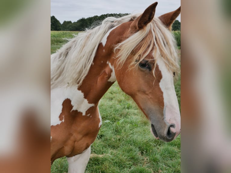 Barock Pinto Merrie 3 Jaar 160 cm Gevlekt-paard in BROCKUM