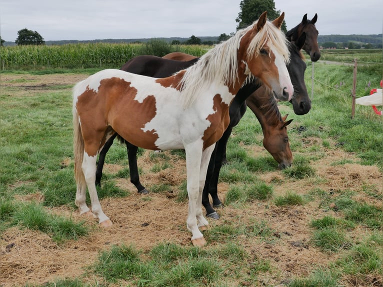 Barock Pinto Merrie 3 Jaar 160 cm Gevlekt-paard in BROCKUM
