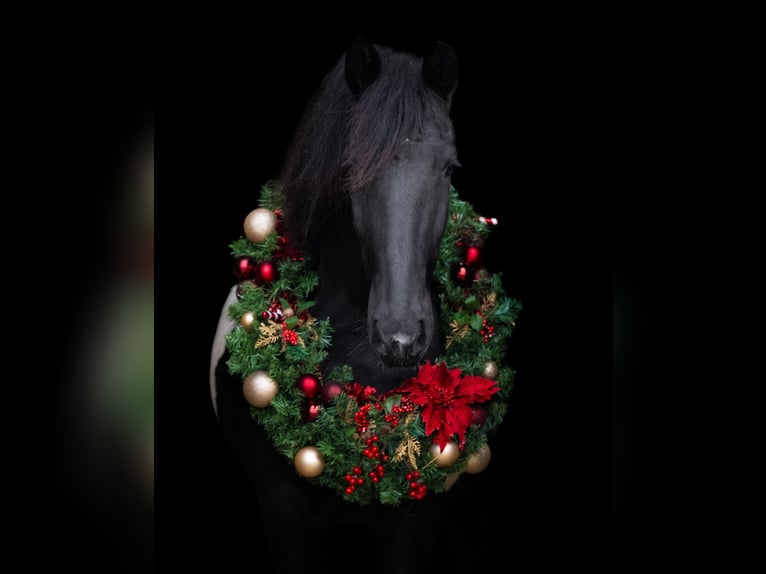 Barock Pinto Merrie 3 Jaar 162 cm Tobiano-alle-kleuren in Haarlem