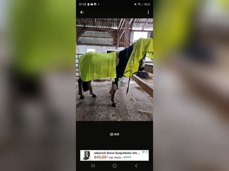 Barock Pinto Merrie 3 Jaar 163 cm Gevlekt-paard in Rastede
