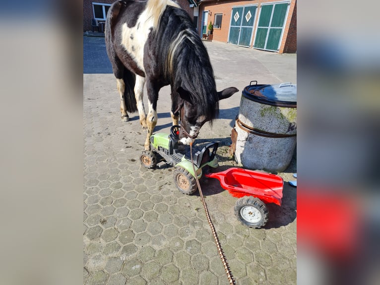 Barock Pinto Merrie 3 Jaar 163 cm Gevlekt-paard in Rastede
