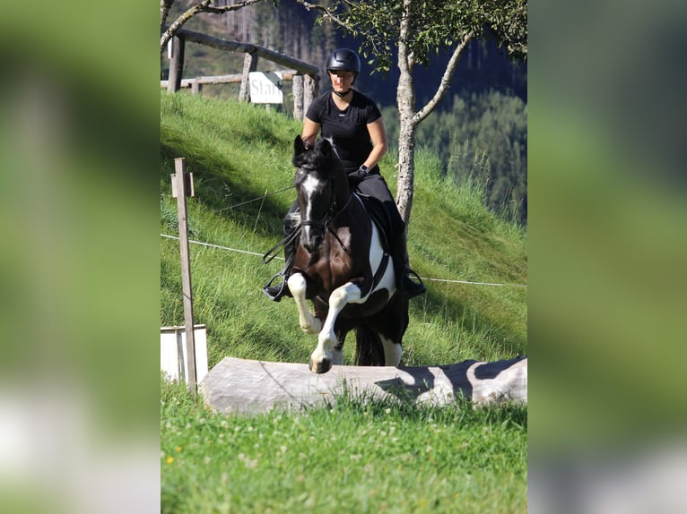 Barock Pinto Merrie 4 Jaar 160 cm Gevlekt-paard in Kienach