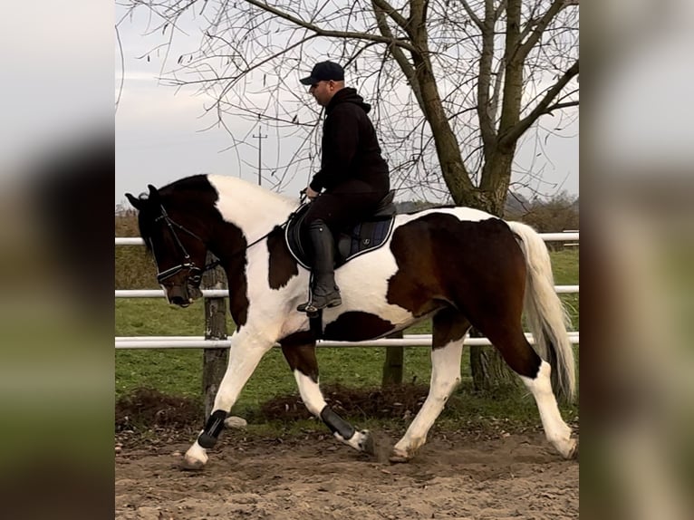 Barock Pinto Merrie 4 Jaar 166 cm Gevlekt-paard in Leer (Ostfriesland)