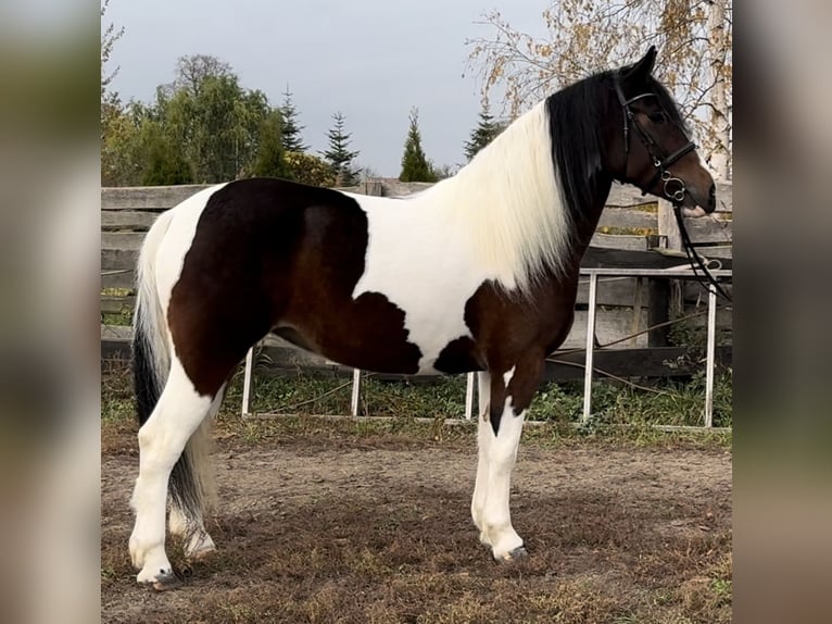 Barock Pinto Merrie 4 Jaar 166 cm Gevlekt-paard in Leer (Ostfriesland)